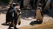 Ein Blick hinter die Kulissen des Tierparks Friedrichsfelde. Wer sind die tierischen Lieblinge? Pandabärin Chi-Chi, Eisbär Björn-Heinrich und Amurtiger Darius begeistern über viele Jahre die Besucher. Heute sind die drei jungen Giraffen Emily, Berti und Odin sowie die Tiger-Zwillinge Ede und Kuno die Stars in Friedrichsfelde. Ein Besuch zum 70. Geburtstag des Tierparks. - Pinguine