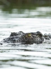 Crocodile swimming in water.