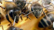 Auch auf Teneriffa leiden die Bienen unter dem Klimawandel.