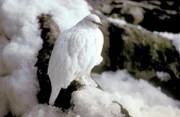 Alpenschneehuhn (Lagopus muta), Europäische Alpen.