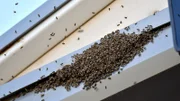 A swarm of bees gathers above the press box during during a spring training game between the Milwaukee Brewers and Kansas City Royals in Surprise, Ariz., on Saturday, March 25, 2017.