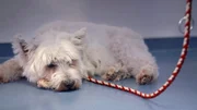 Westhighland Terrier Donna hat zwei Kilo abgenommen. Ein Fremdkörper steckt in ihrer Speiseröhre.