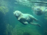 Eisbär +++ Die Verwendung des sendungsbezogenen Materials ist nur mit dem Hinweis und Verlinkung auf RTL+ gestattet.