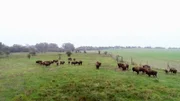 Nervenkitzel auf Rügen. Der Tierarzt Marco Nieburg muss Bisons verarzten.