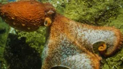 Oktopus-Weibchen Ellie demonstriert, warum Pazifische Riesenkraken gefürchtete Krabbenjäger sind. Wie ein "Fallschirm" wirft sie sich auf die Krabbe.