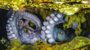 Pazifische Riesenkraken betreiben Brutpflege. Fürsorglich versorgt die Mutter ihr Gelege. Dabei verzichtet sie auf Nahrung – mit einem traurigen Ende…