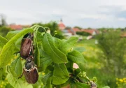 Ein Maikäferpärchen bei der Paarung als sogenannte „Paarungskutsche“ im Maikäferdorf Reichling in Oberbayern.