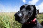 Curly's Hund Junior wartet sehnsüchtig auf Enten.