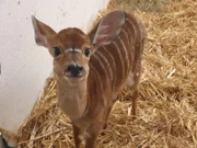 Nyala-Antilope
