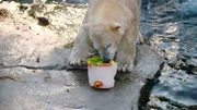 Sie ist seit einigen Monaten der Besuchermagnet und ein Wunder der Natur – Nana, der erste Eisbärennachwuchs in Hannover. Der weiße Wirbelwind zaubert allen Besuchern ein Lächeln ins Gesicht.
