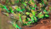 ARD/NDR AUSTRALIEN (1), "Im Reich der Riesenkängurus", am Sonntag (12.04.15) um 16:30 Uhr im ERSTEN. Wellensittiche haben von Natur aus leuchtend grünes Gefieder – nur gezüchtete Käfigvögel sind andersfarbig.