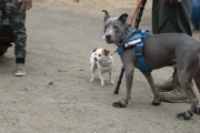 Goliath der Hund (r.)