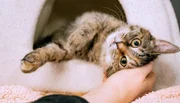 Jedes Katzenkind hat seinen eigenen Charakter. Vor allem die Kitten, die draußen geboren wurden, sind anfangs noch scheu. Doch nach und nach freuen auch sie sich über menschliche Nähe.