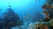 Naturschutz unter Wasser: Bedrohte Korallenarten werden auf künstlichen Riffen wieder angesiedelt.