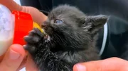 Ein mutterloses Katzenkind wird aufgepäppelt. Baby Alfred muss viel nachholen! Wegen seines Appetits bekommt er den Namen Baby Speckfred. Im Katzenzimmer nebenan schlägt das Essen allerdings auf den Magen. Eine ganze Truppe Kitten hat Durchfall – eine ganz schöne Herausforderung für das Tierheim-Team.