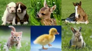 Tierbabys in der "Sendung mit dem Elefanten"