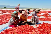 Kinderarbeiterinnen und Kinderarbeiter schneiden Tomaten in der Region Izmir.