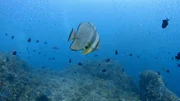 Der silberne Fledermausfisch ist ständig hungrig und frisst praktisch ohne Pause. Sein bevorzugter Lebensraum sind die nahrungsreichen Strömungen an den Küsten Balis.