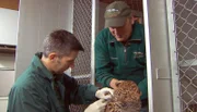 ARD/NDR LEOPARD, SEEBÄR UND CO., Folge 97, "Majestätenwechsel bei den Mandrills". Dr. Flügger (li.) und Volker Friedrich impfen die beiden Leopardenbabys.