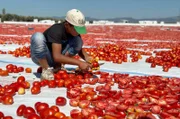 Der 13-jährige Haluk schneidet in der Sommerhitze Tomaten in der Region Izmir.