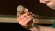 ARD/NDR LEOPARD, SEEBÄR UND CO., Folge 101, "Herzlich willkommen im Elefantenhaus!", am Montag um 16:10 Uhr im ERSTEN. Claus Claussen begutachtet den Nachwuchs der Zwergotter.