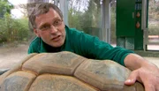 ARD/NDR LEOPARD, SEEBÄR UND CO., Folge 97, "Majestätenwechsel bei den Mandrills". Uwe Fischer sorgt sich um Riesenschildkröte Romina.