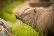 North Sulawesi babirusa