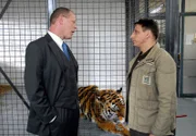 Cheftierpfleger Conny (Thorsten Wolf) weigert sich, von OB Herrenbrück (Frank Sieckel, l.) Anweisungen anzunehmen, die sich gegen das Wohl des kranken Tigers richten.