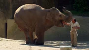ARD/NDR LEOPARD, SEEBÄR UND CO., Folge 101, "Herzlich willkommen im Elefantenhaus!". Thorsten Köhrmann trainiert mit der Elefantendame Salvana.