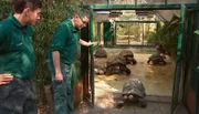 ARD/NDR LEOPARD, SEEBÄR UND CO., Folge 99, "Eine Sensation im Bärengehege", am Donnerstag um 16:10 Uhr im ERSTEN. Freie Fahrt nach Draußen für die Schildkröten.