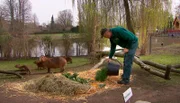 ARD/NDR LEOPARD, SEEBÄR UND CO., Folge 97, "Majestätenwechsel bei den Mandrills". Volker Friedrich verfüttert an die Wasserschweine nur das Beste: frisch gerupftes Gras.