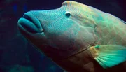 Der Napoleonfisch wird in das große Becken im Tropen-Aquarium umgesetzt.