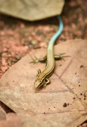 Bermuda-Skink „Poptart“.