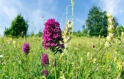 Die Orchidee namens Hundswurz (links) und der Klappertopf (rechts) sind typische Pflanzen sonnenbeschienener Wacholderheiden.
