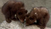 ARD/NDR LEOPARD, SEEBÄR UND CO., Folge 100, "Kätzenwasche bei den Löwenbabys". Die kleinen Bärenkinder lecken den Honig vom Stein ab.