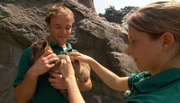 ARD/NDR LEOPARD, SEEBÄR UND CO., Folge 100, "Kätzenwasche bei den Löwenbabys", am Freitag um 16:10 Uhr im ERSTEN. Dr. Ariane Prahl schippt das neugeborene Tharbaby.