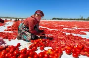 Die 10-jährige Amar schneidet täglich 14 Stunden lang Tomaten in der Region Izmir.