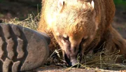LEOPARD, SEEBÄR UND CO., Folge 100, "Kätzenwasche bei den Löwenbabys". Der Näsenbär Pablo macht sich über die Gummistiefel her.