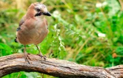 Im Sommer jagt der Eichelhäher Heuschrecken auf der Wacholderheide.