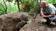 Mini-Wombat Cooper ist ein neuer Publikumsliebling im Erlebnis-Zoo Hannover. Vor ein paar Wochen hat das Jungtier den Beutel seiner Mutter endgültig verlassen, jetzt erkundet Cooper immer neugieriger sein Revier. Tierpfleger Carsten Heinß freut sich über den gesunden Appetit der australischen Beuteltiere.