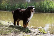 Keks erfährt von Basti Biber, wie praktisch eine Wasserburg ist.