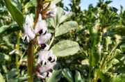 Ackerbohnenblüte