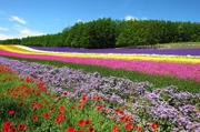 Blumenfelder im Sommer in Hokkaido.