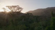 Blick über das Kronendach eines südamerikanischen Regenwaldes.