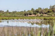 Der „Parque Nacional de Doñana“ ist Heimat für Millionen Zugvögel, vor allem für Flamingos und Kaiseradler.