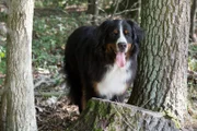 Keks staunt nicht schlecht, als er die größten Riesen des Waldes entdeckt. Winnie Wisent erklärt ihm, dass sie die größten Landsäugetiere in Europa sind.
