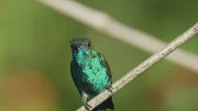 Die meisten Kolibris haben ein bunt schimmerndes Gefieder, das bevorzugt Kopf, Kehle und Brust bedeckt.