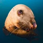 SR Fernsehen DICKE DINGER, "See-Elefanten vor Kanadas Küste", am Samstag (26.01.13) um 18:45 Uhr. Unerwarteter Besuch an Kanadas Küste. Der Mensch rottete hier im 19. Jahrhundert die See-Elefanten aus. Jetzt sind größten Robben der Welt wieder da. Weitere Bilder finden Sie unter www.br-foto.de.