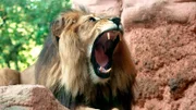 Berberlöwe Basu ist ein Vertreter der größten Löwenart der Welt. Azubi Felix Grygier ist ganz schön aufgeregt. Heute darf er zum ersten Mal die Löwenfütterung vor den Augen der Zoobesucher moderieren. Doch dafür muss die Anlage absolut sicher sein!