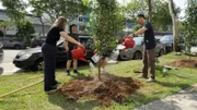 Korrespondentin Isabella Purkart beteiligt sich bei der Baumpflege in Singapur. Bis 2030 plant Singapur, eine Million Bäume zu pflanzen.